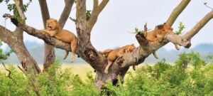 Queen Elizabeth National Park Uganda
