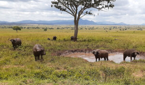 Kidepo Valley National Park Uganda