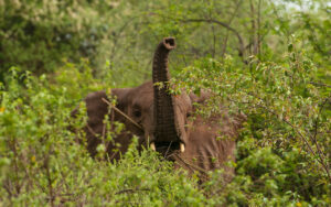 Murchison Falls National Park Uganda